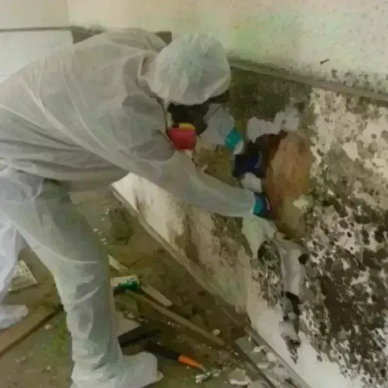 Mold Remediation and Removal in Nambe, NM